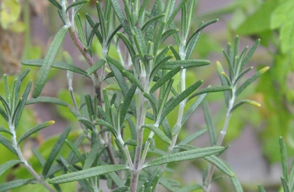 Healing rosemary, used in Good Body therapeutic skin care products (photo: courtesy of Good Body)